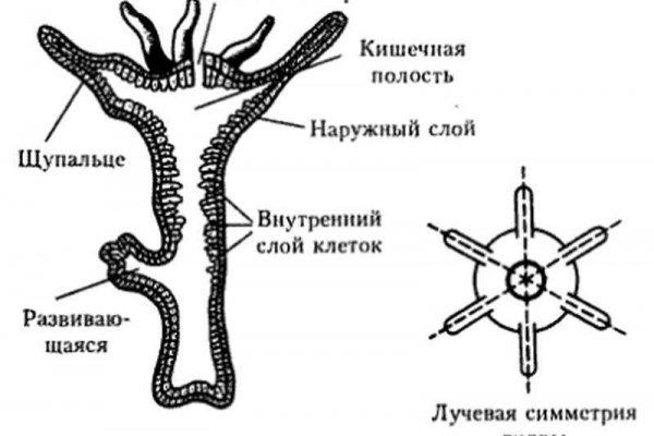 Где брать ссылки на кракен